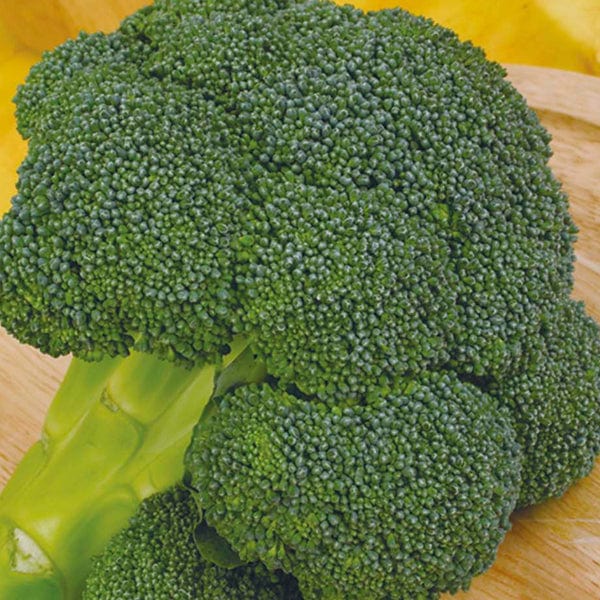 Broccoli (Calabrese) Ironman F1 Seeds