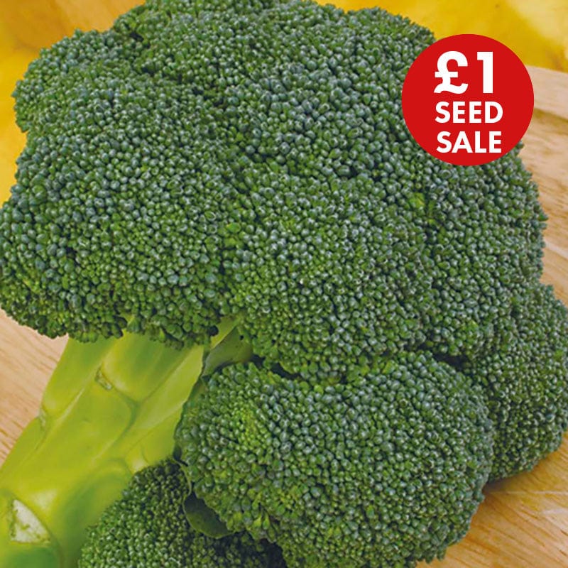 Broccoli (Calabrese) Ironman F1 Seeds