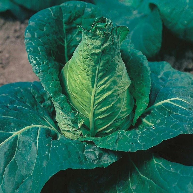 Cabbage Hispi F1-Oct Planting Young Plant