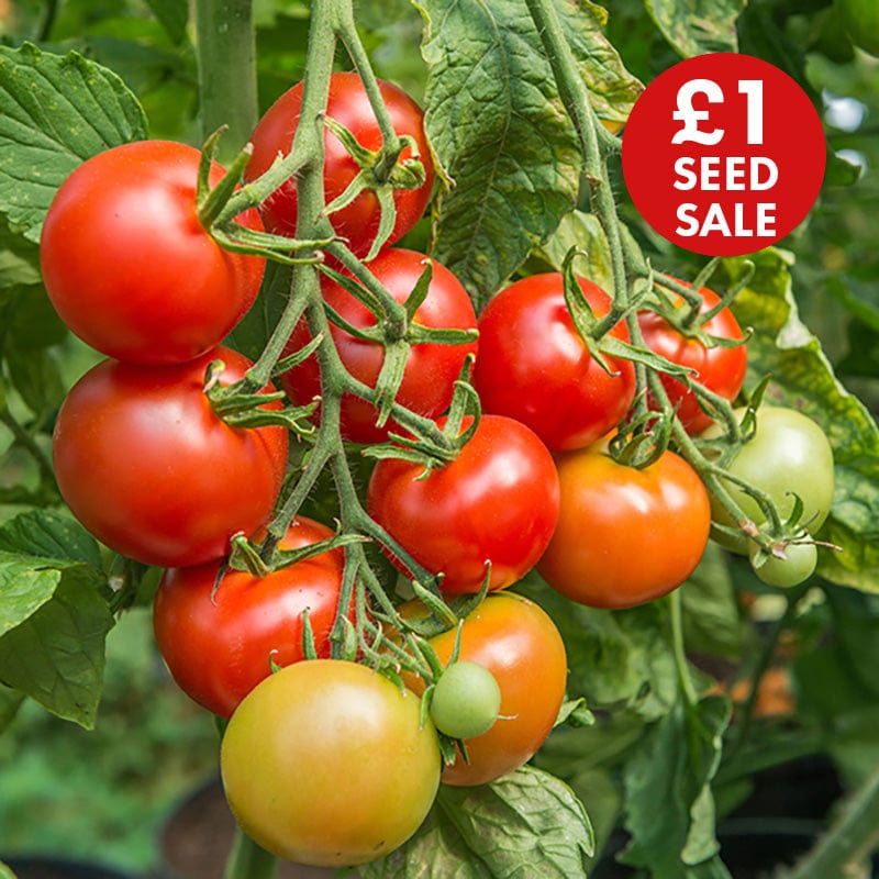 Tomato (Standard) Shirley F1 Seeds