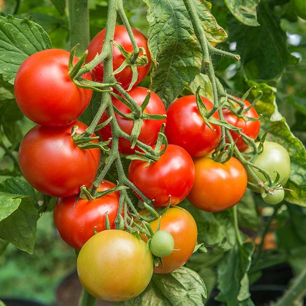 3 x 9cm Potted Plants (EARLY) Tomato Shirley AGM (Medium) Veg Plants