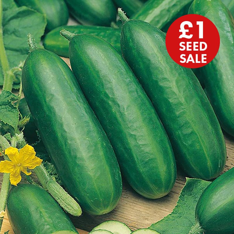 Cucumber Socrates F1 Seeds