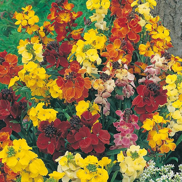 Wallflower Choice Mixed Seeds