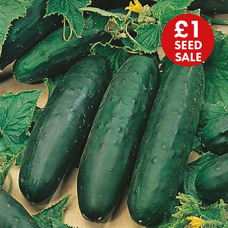 Cucumber Marketmore Seeds