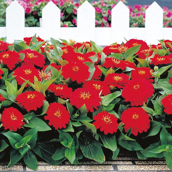 Zinnia Dreamland Red F1 Seeds