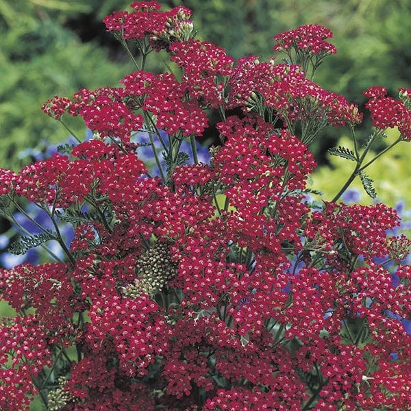 Achillea Cassis Seeds