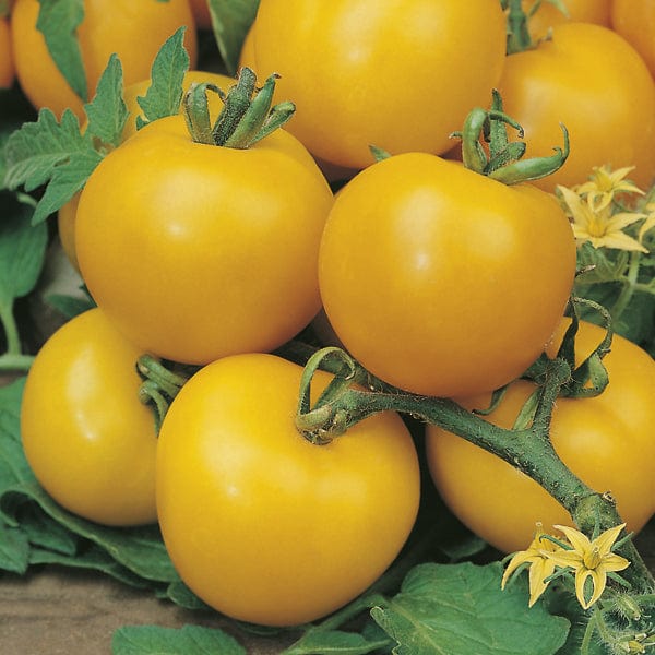 Tomato (Standard) Golden Sunrise Seeds