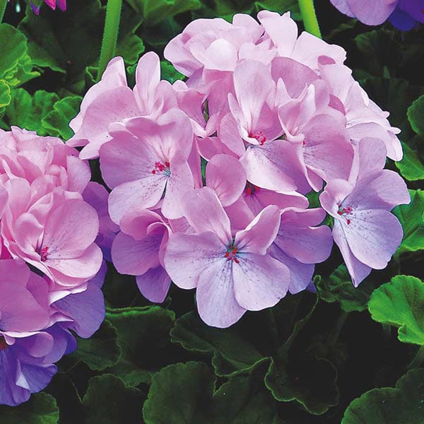 Geranium Maverick Quicksilver F1 Seeds