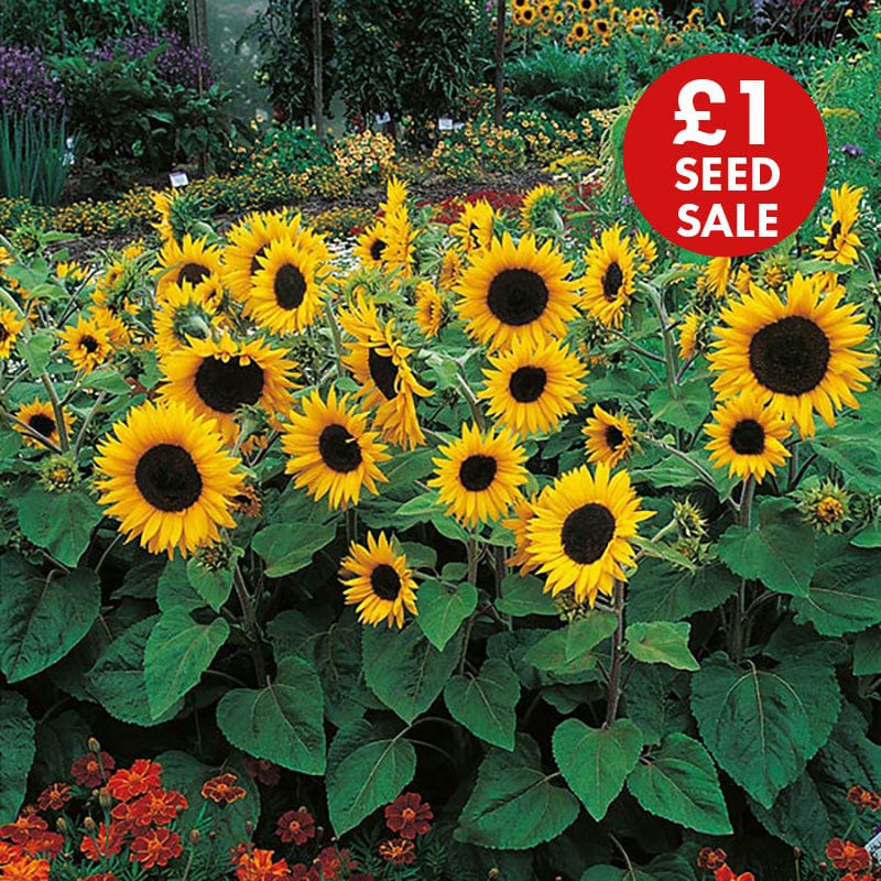 Sunflower Little Dorrit F1