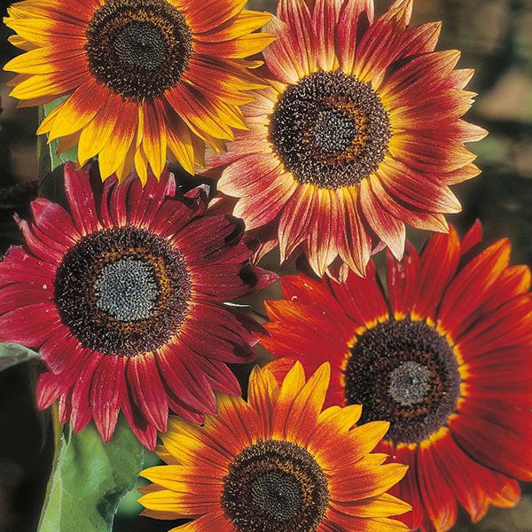 Sunflower Evening Sun Seeds
