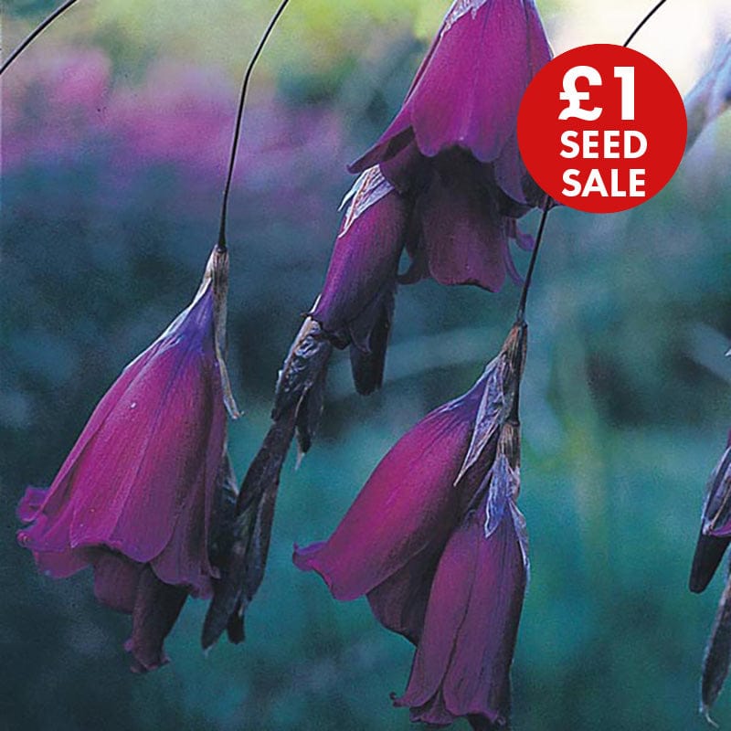 Dierama Blackbird Seeds