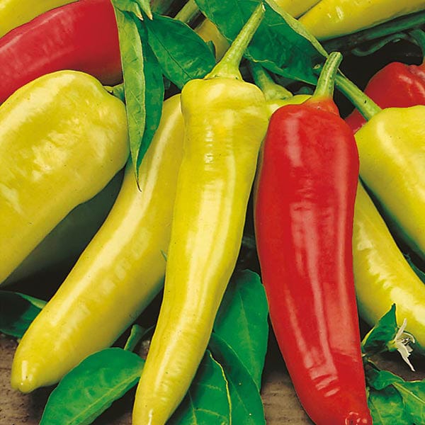 Chilli Pepper Hungarian Hot Wax Plants