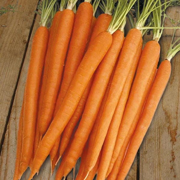 Carrot Sugarsnax 54 F1 Seeds