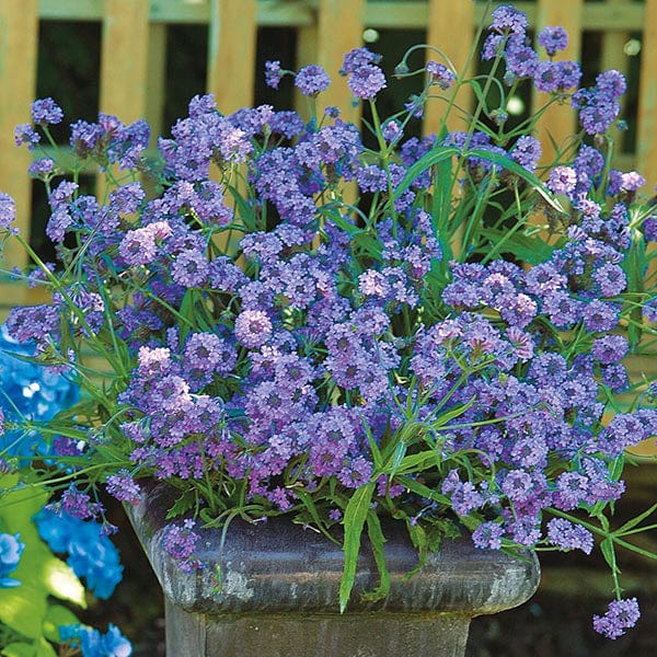 Verbena Intensity Seeds