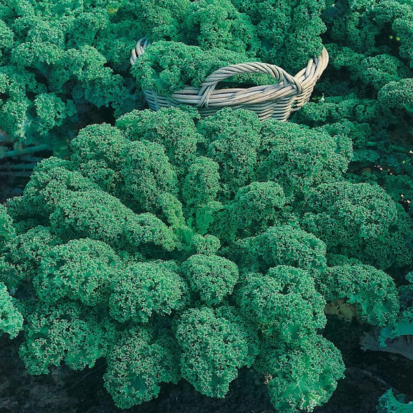 Kale Dwarf Green Curled Vegetable Plants