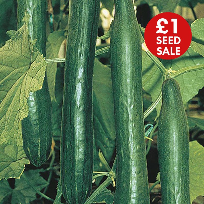 Cucumber Telepathy F1 Seeds