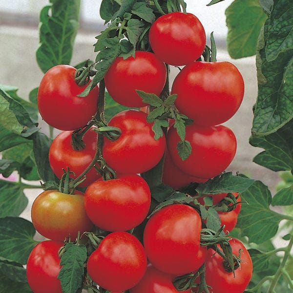 Tomato (Standard) Alicante Seeds