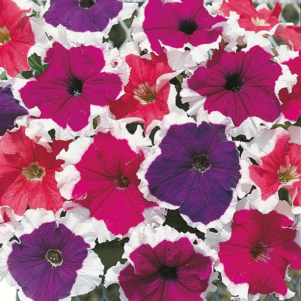 Petunia Frost Mixed F1 Seeds