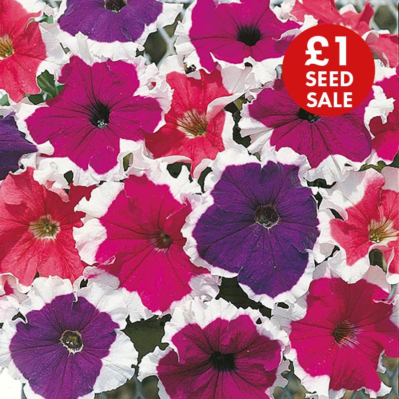 Petunia Frost Mixed F1 Seeds