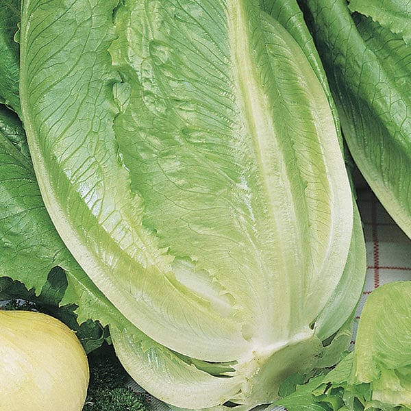 Lettuce Romaine Ballon Seeds