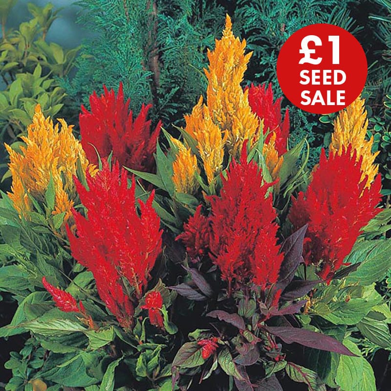 Celosia Look Eternal Flames Seeds