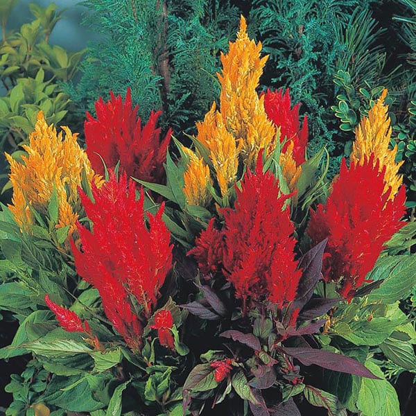 Celosia Look Eternal Flames Seeds