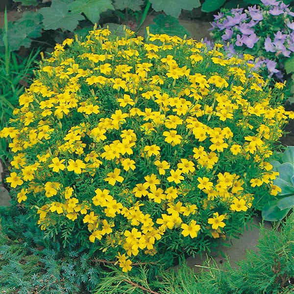 Tagetes Lemon Gem