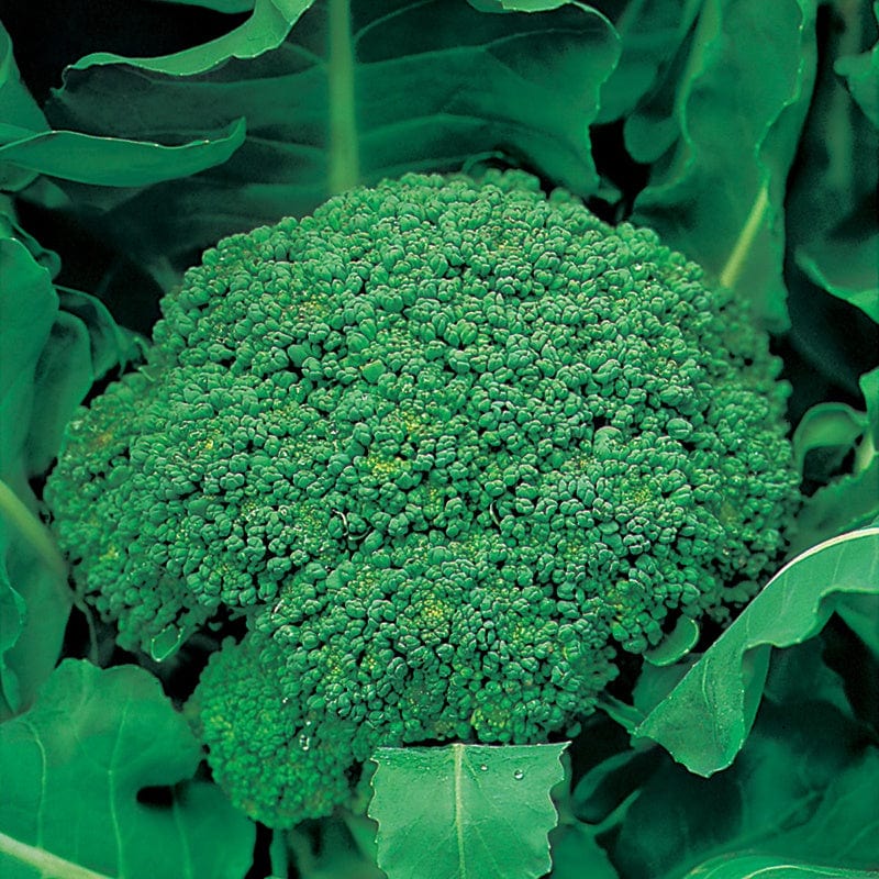 Broccoli (Autumn) Green Calabrese