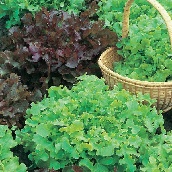 Lettuce Red & Green Salad Bowl Mix Seeds