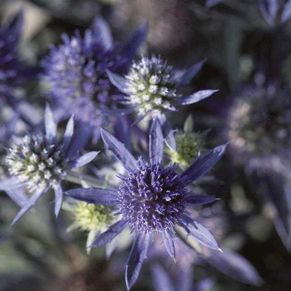 Eryngium Blue Hobbit Seeds