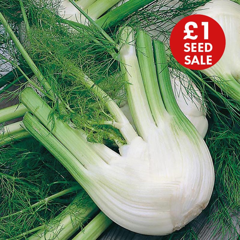 Fennel di Firenze Seeds