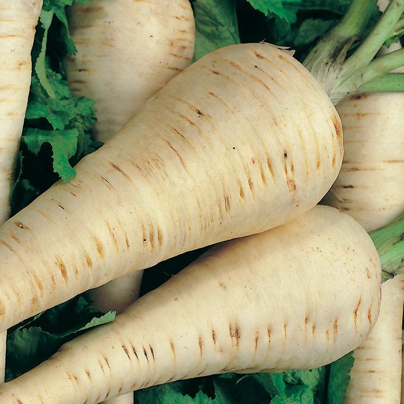 Parsnip Hollow Crown Seeds