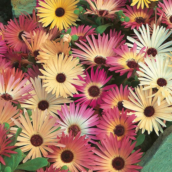 Livingstone daisy discount
