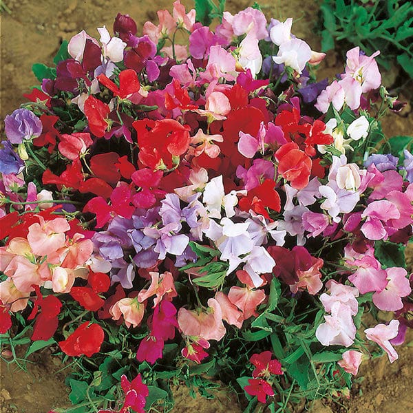 Sweet Pea Dwarf Explorer Mixed Seeds