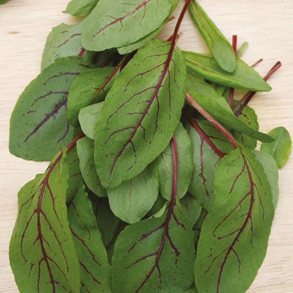 Salad Leaves Sorrel Red Veined