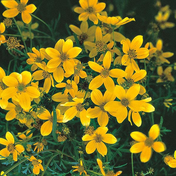 Bidens Golden Goddess