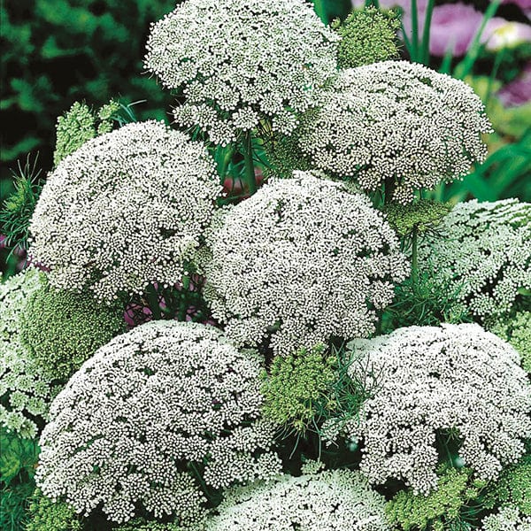 Ammi visnaga Seeds