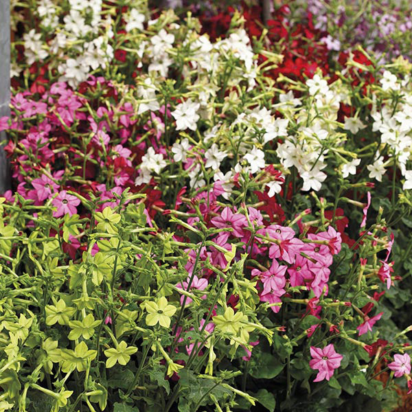 Nicotiana Perfume Mixed F1