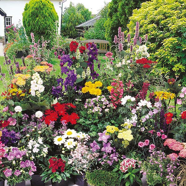Mixed 1st Year Flowering Perennial Seeds