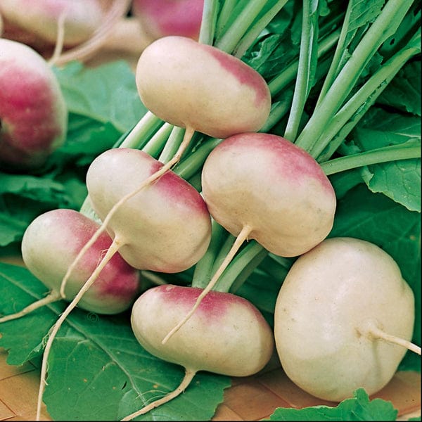 Turnip Purple Top Milan Seeds