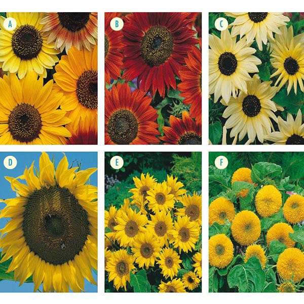 Sunflower Collection