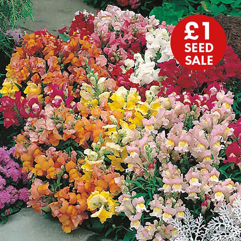 Antirrhinum Tom Thumb Mixed Seeds