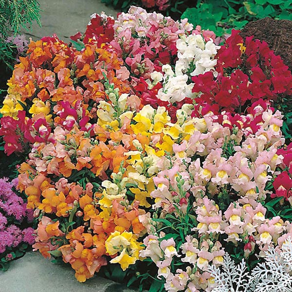 Antirrhinum Tom Thumb Mixed Seeds