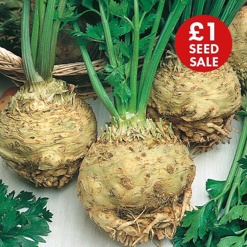 Celeriac Monarch Seeds