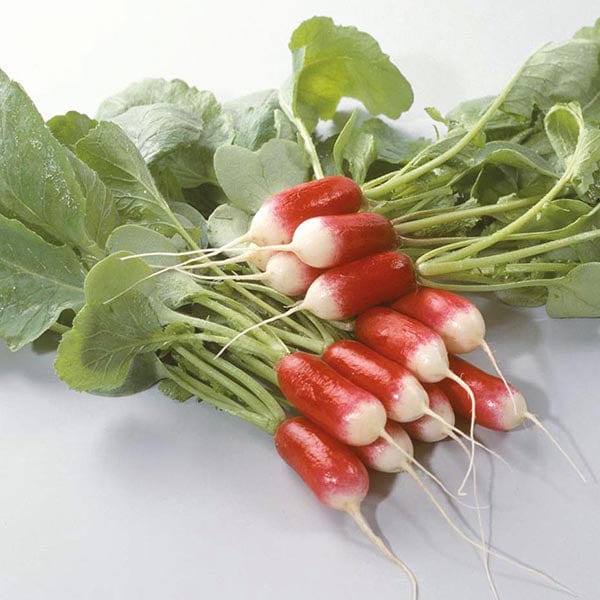 Radish Patricia Seeds