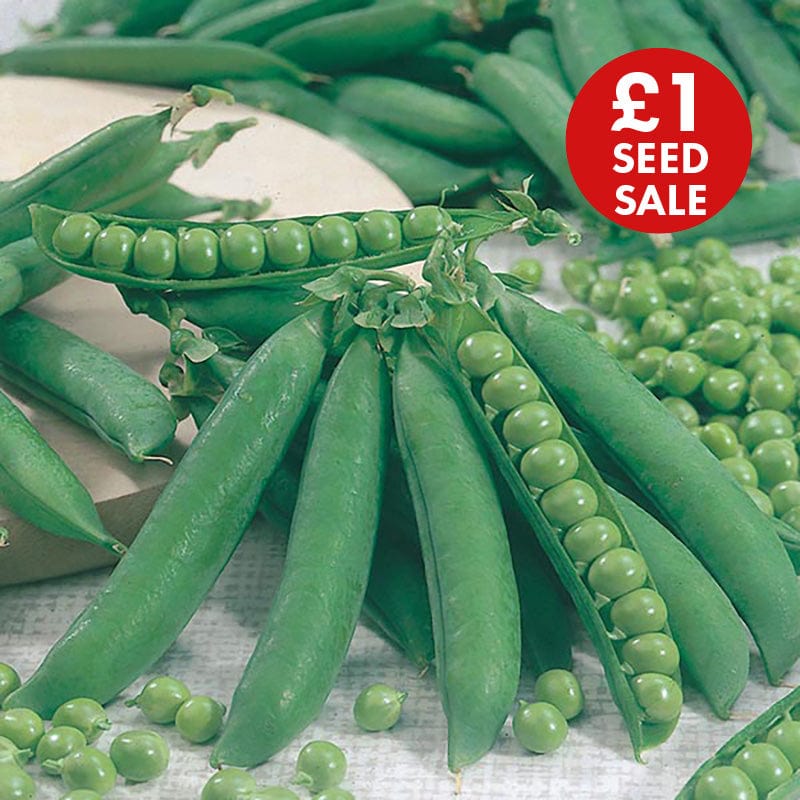 Pea Kelvedon Wonder Seeds