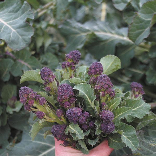 Broccoli (Sprouting) Cardinal Seeds