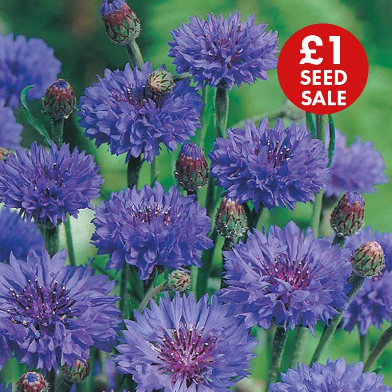 Cornflower Blue Ball Seeds