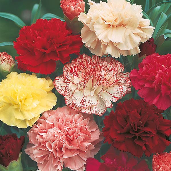 Carnation Choice Double Mixed Seeds