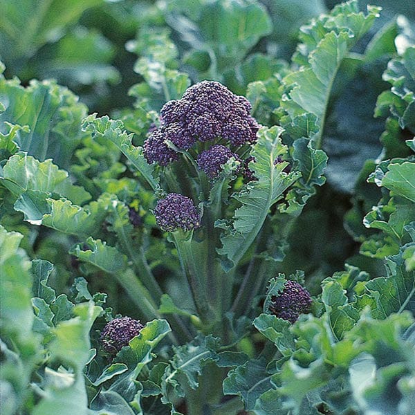 Broccoli Season Long Cropping Seed Collection